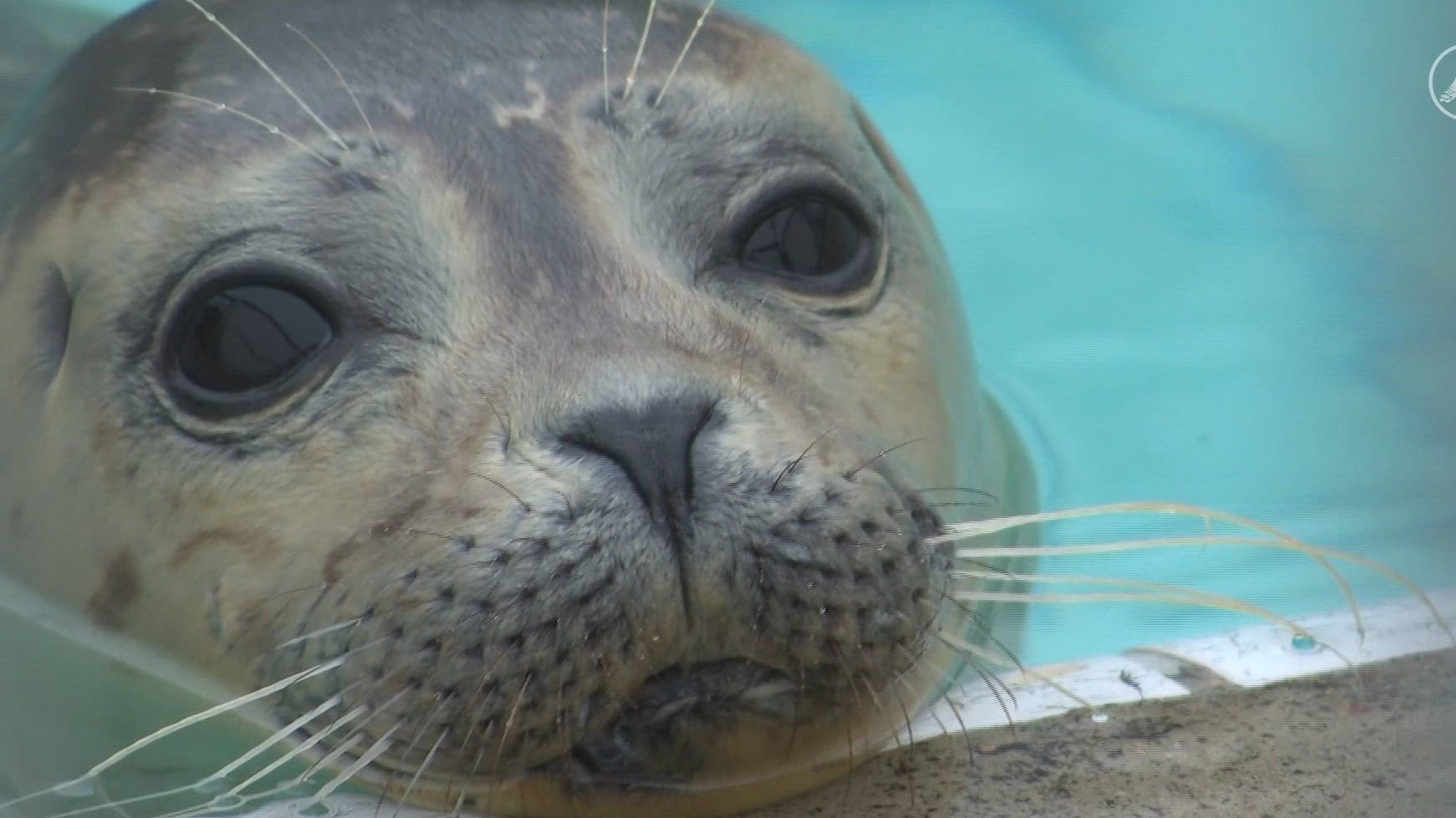 Zeehondencentrum Pieterburen opent voor de laatste keer de deuren voor bezoekers