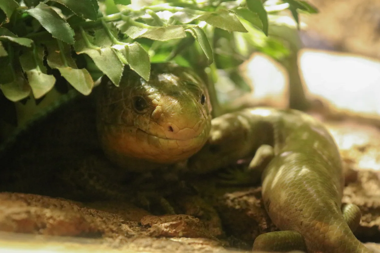 Bedreigde grijpstaartskink geboren in Dierenpark Amersfoort