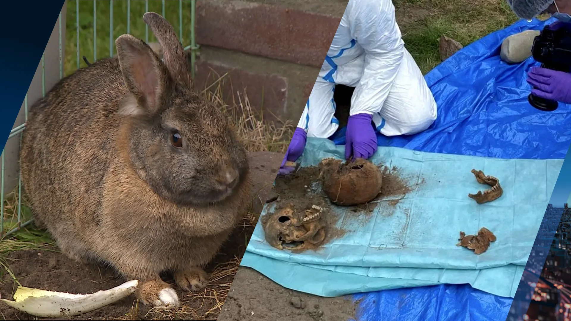 Konijnen graven schedels op in tuin van familie De Geus, mogelijk van drie mensen
