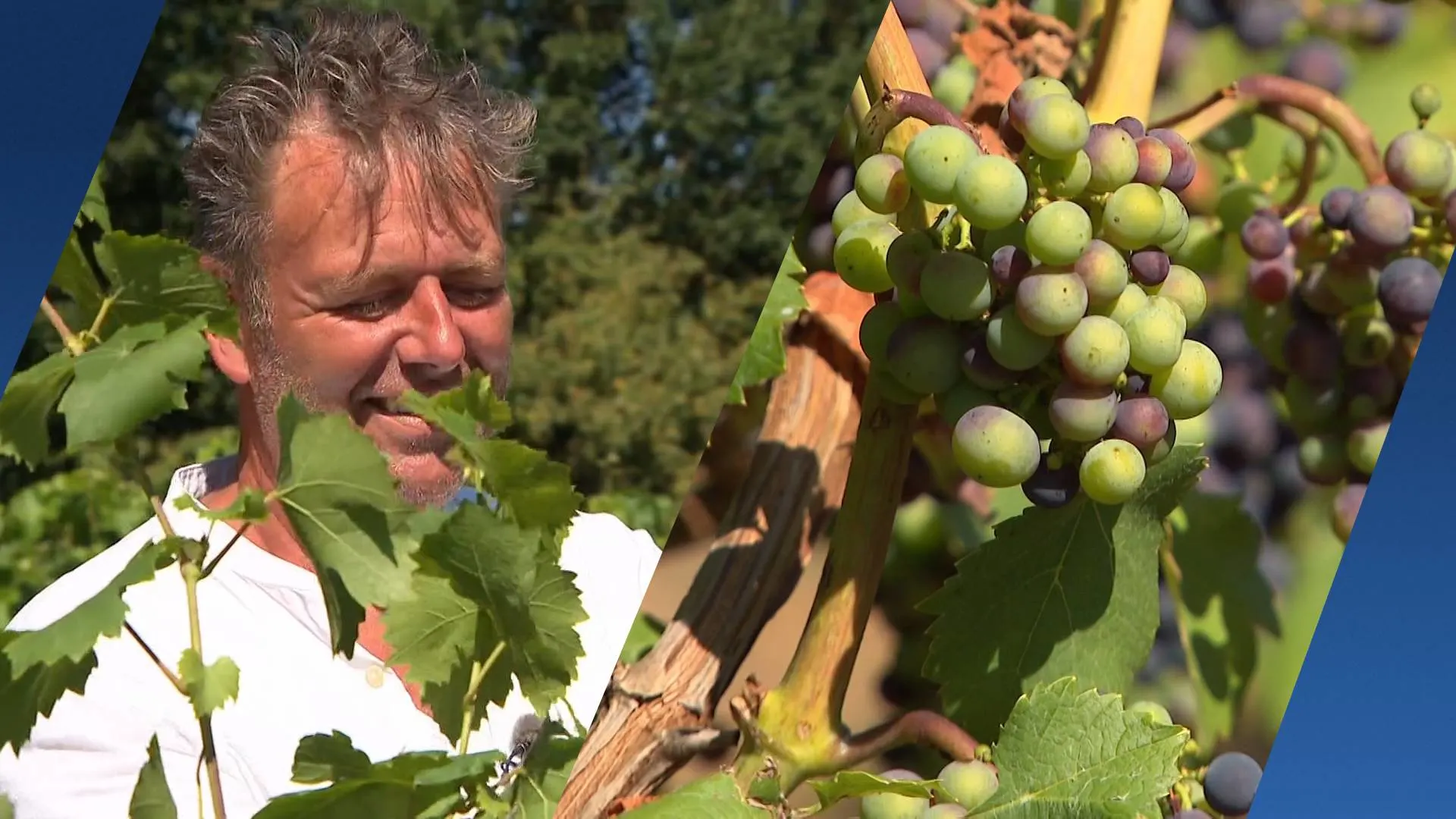 Proost! Wijnboeren blij met zomerhitte, uitstekend voor Pinot Noir