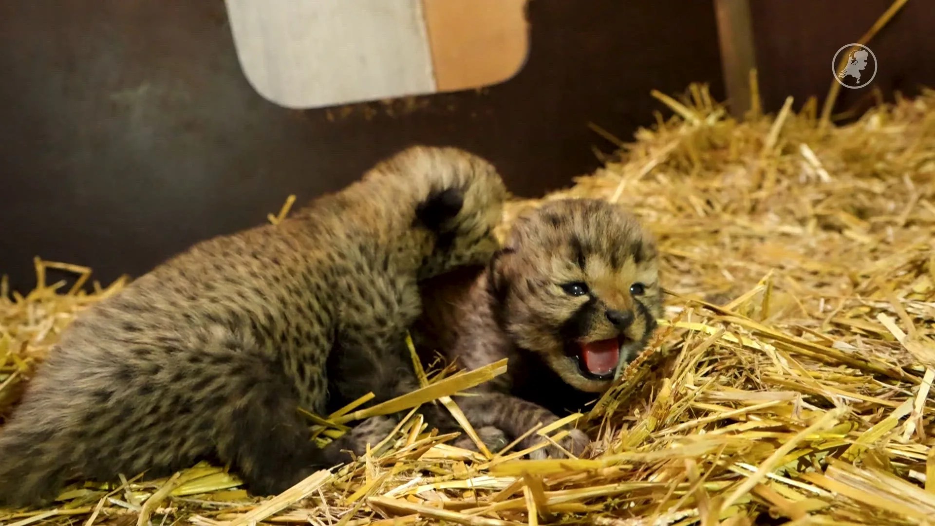 Schattige beelden: Beekse Bergen verwelkomt twee cheetawelpen