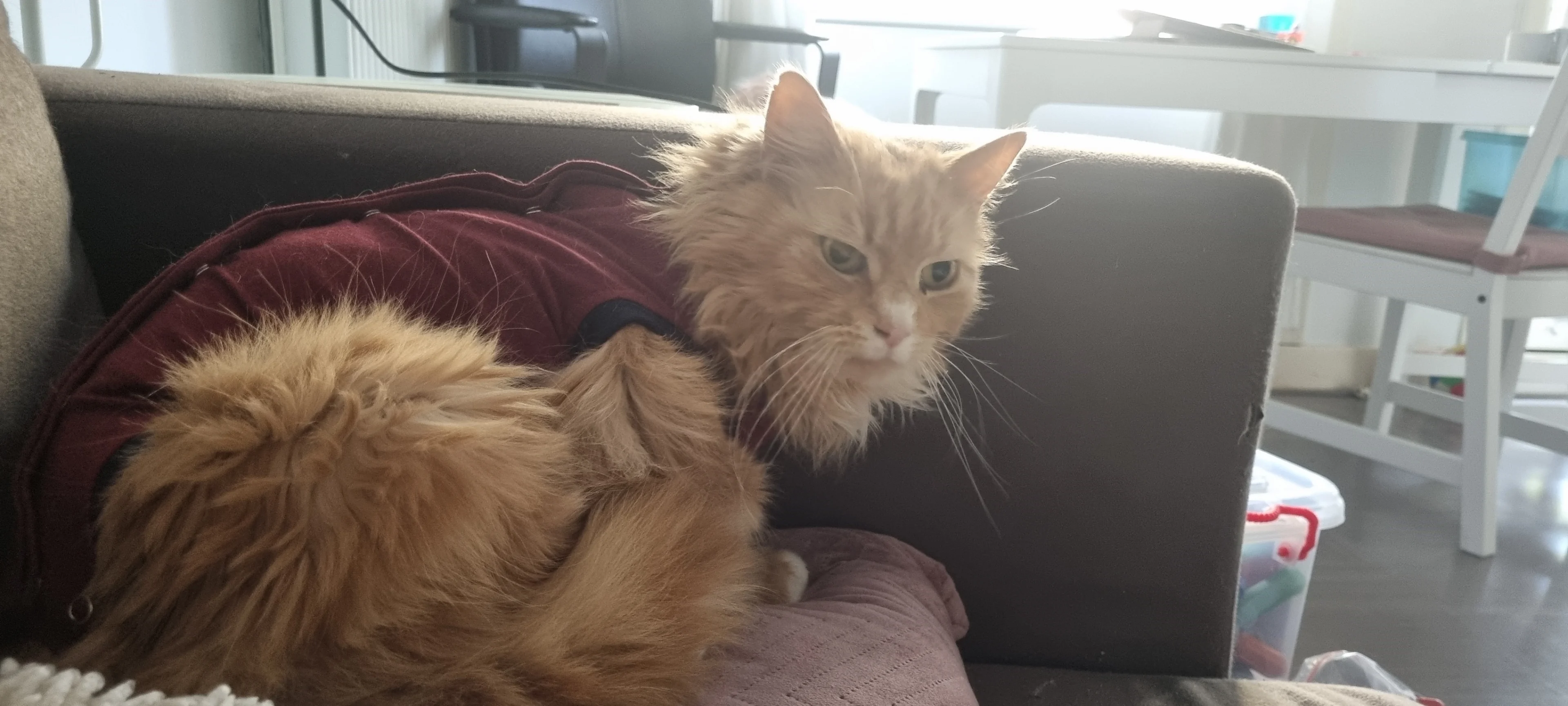 Gespietste kat Budha durft niet meer naar buiten: 'Ze wijkt niet van mijn zijde'