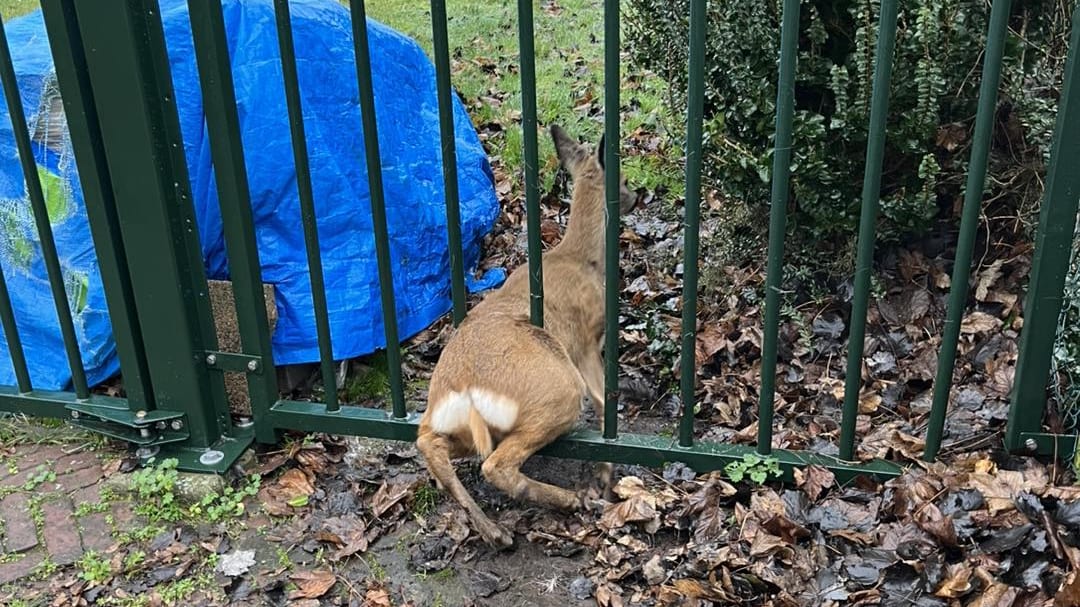 Ree op kerstdag vast in hek, brandweer moet in actie komen