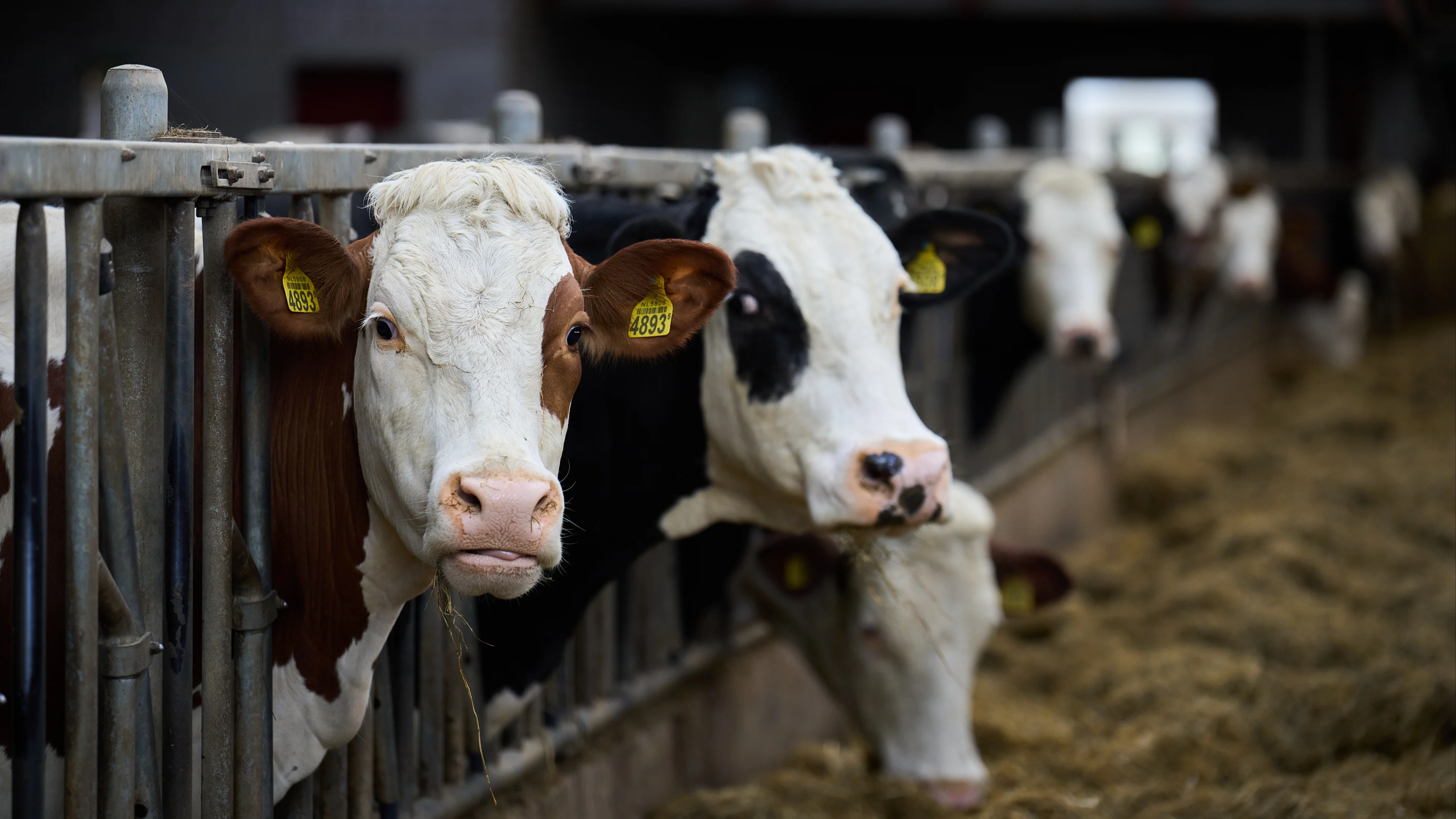 Primeur in Europa: koe in Friesland heeft antistoffen vogelgriep