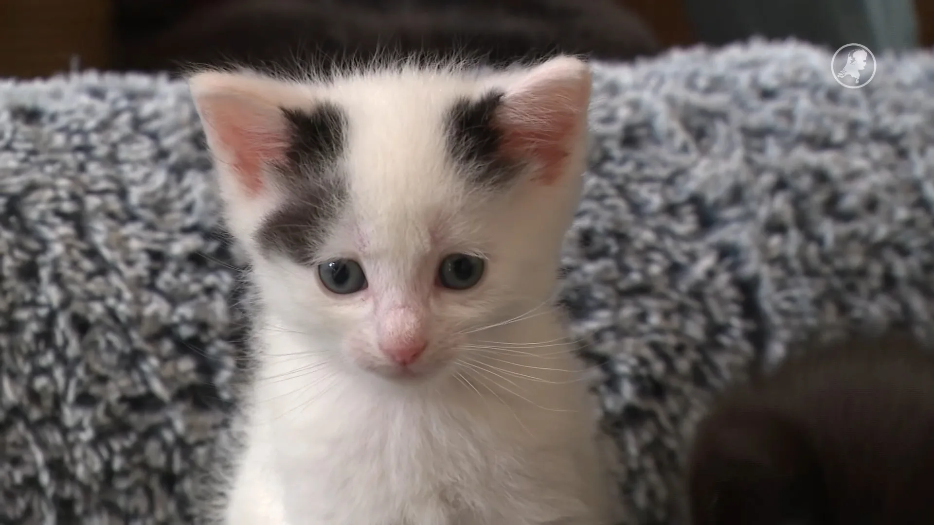 Topdrukte bij gastgezinnen voor kittens