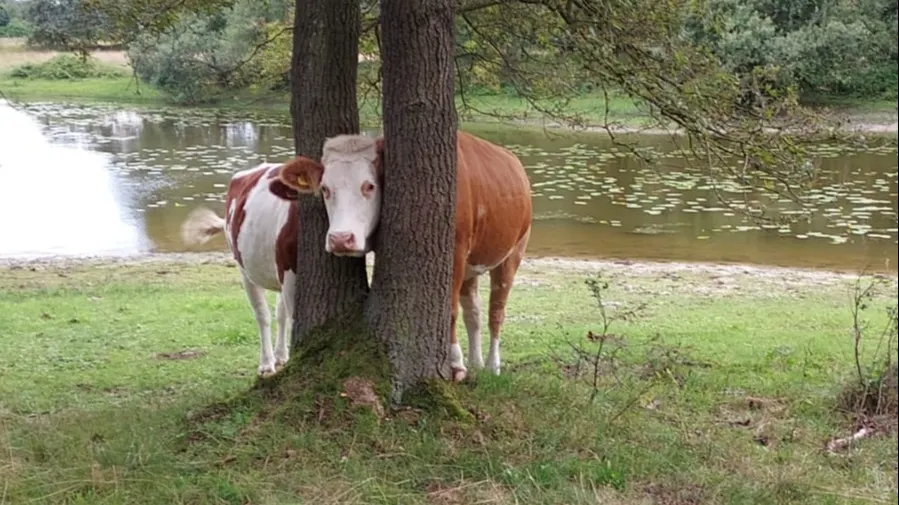 Koe zit met kop muurvast tussen twee bomen, dierenambulance schiet te hulp