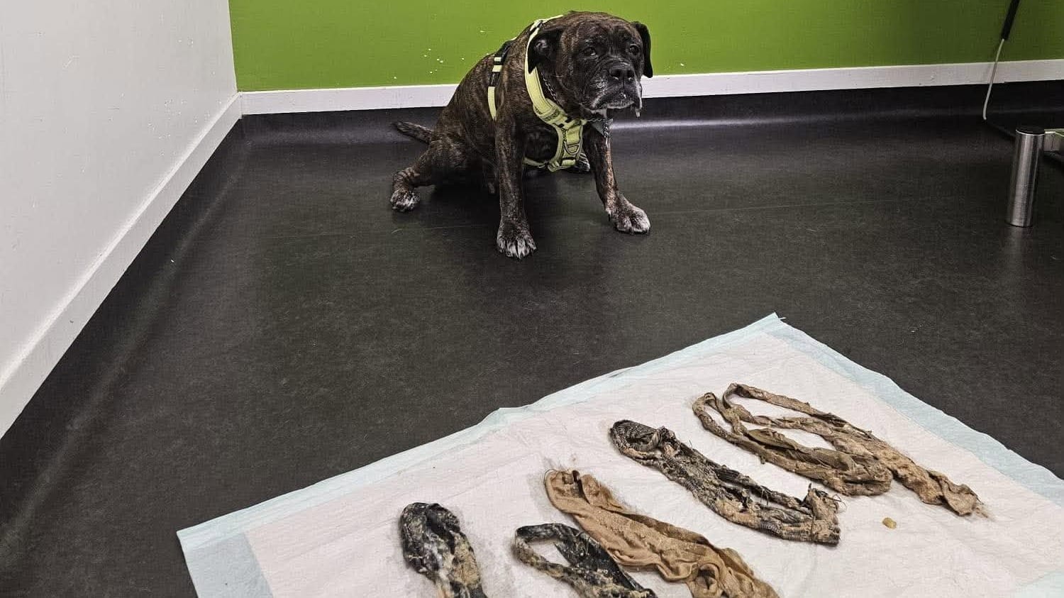 Hond uit Nunspeet eet zes onderbroeken op