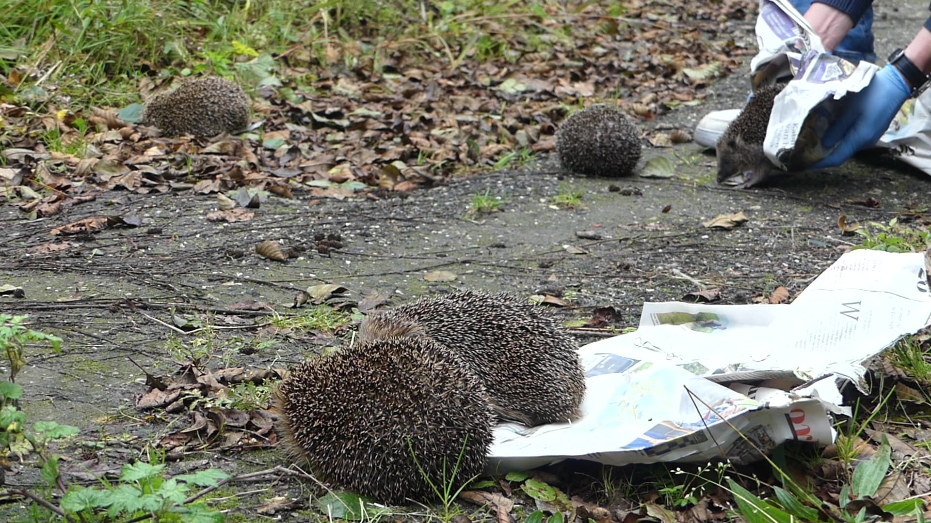 Negen egels klaargestoomd voor het buitenleven en uitgezet in Leeuwarden