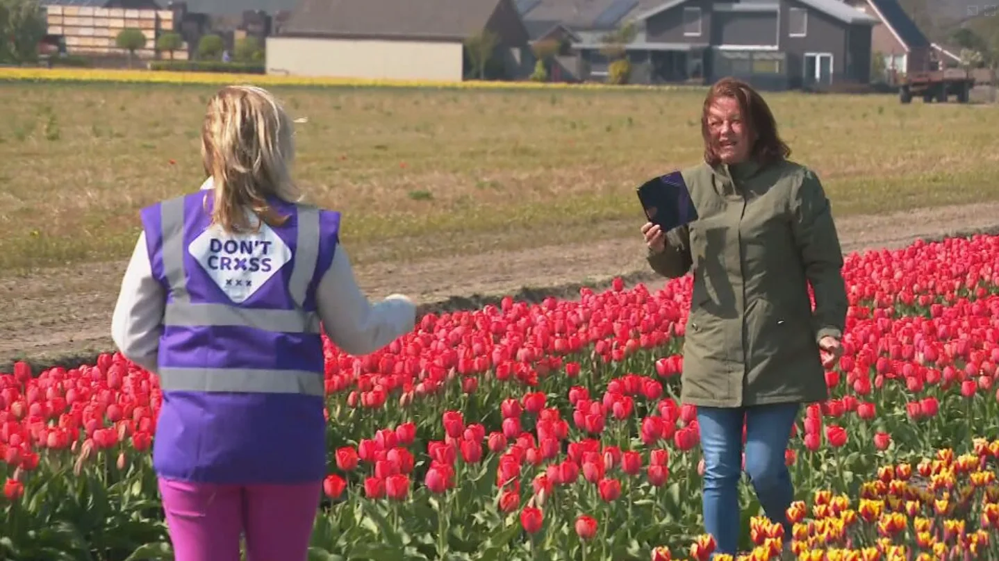 Tulpen vertrapt voor foto's: vrijwilligers gaan toeristen op de vingers tikken