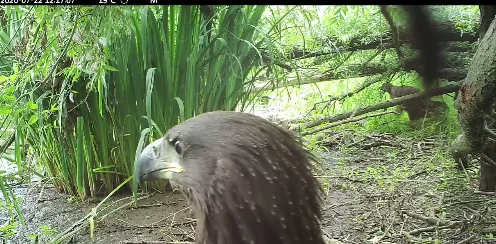 Uit de kluiten gewassen 'kleuter-zeearenden' maken cameo op beeld