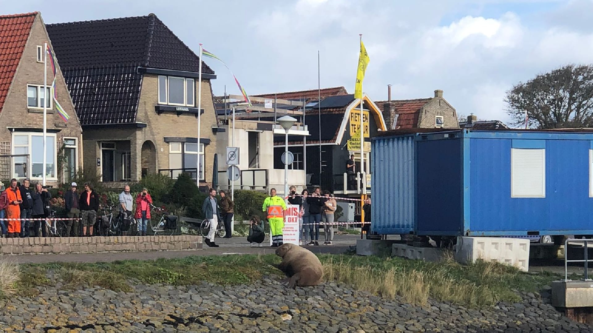 Ja hoor, daar is ze weer! Walrus vleit zich neer op pier Terschelling