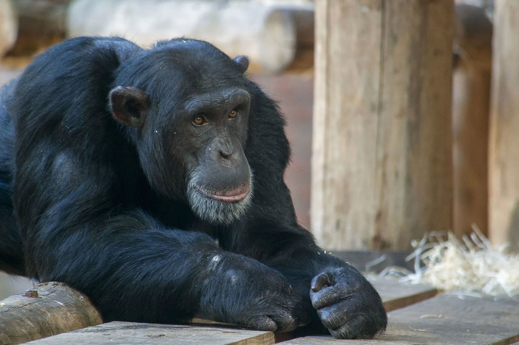 Onderzoekers: Dierenpark Amersfoort schoot chimpansees terecht dood, verdoven was geen optie
