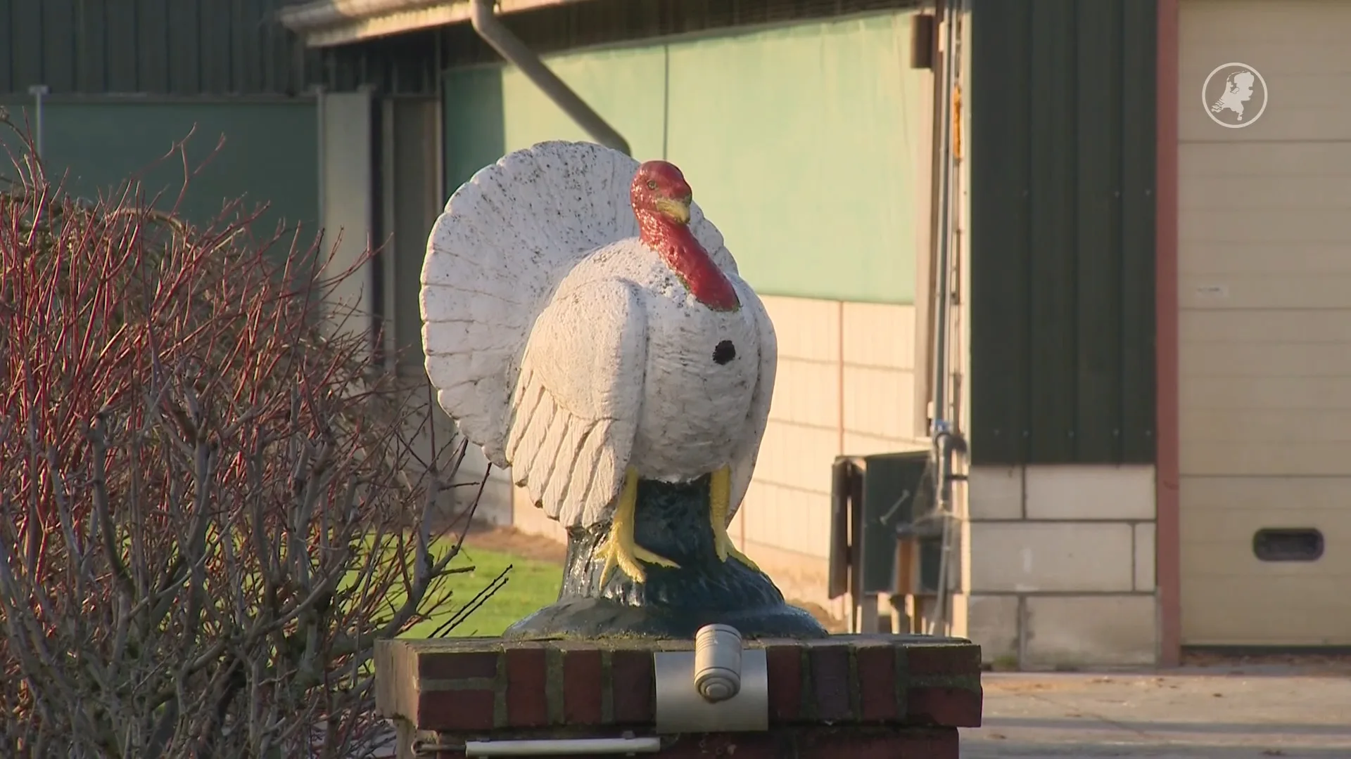 Vogelgriep in Limburgse kalkoenenbedrijf, ook gevolgen voor veel andere bedrijven
