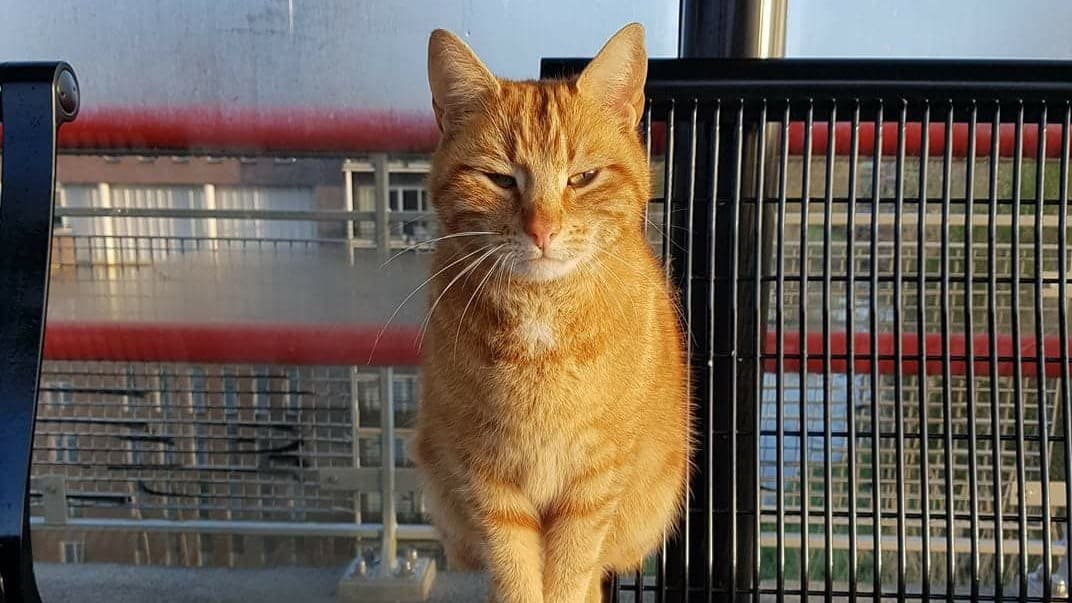 Al duizenden euro's opgehaald voor standbeeld overleden stationskat Brammetje