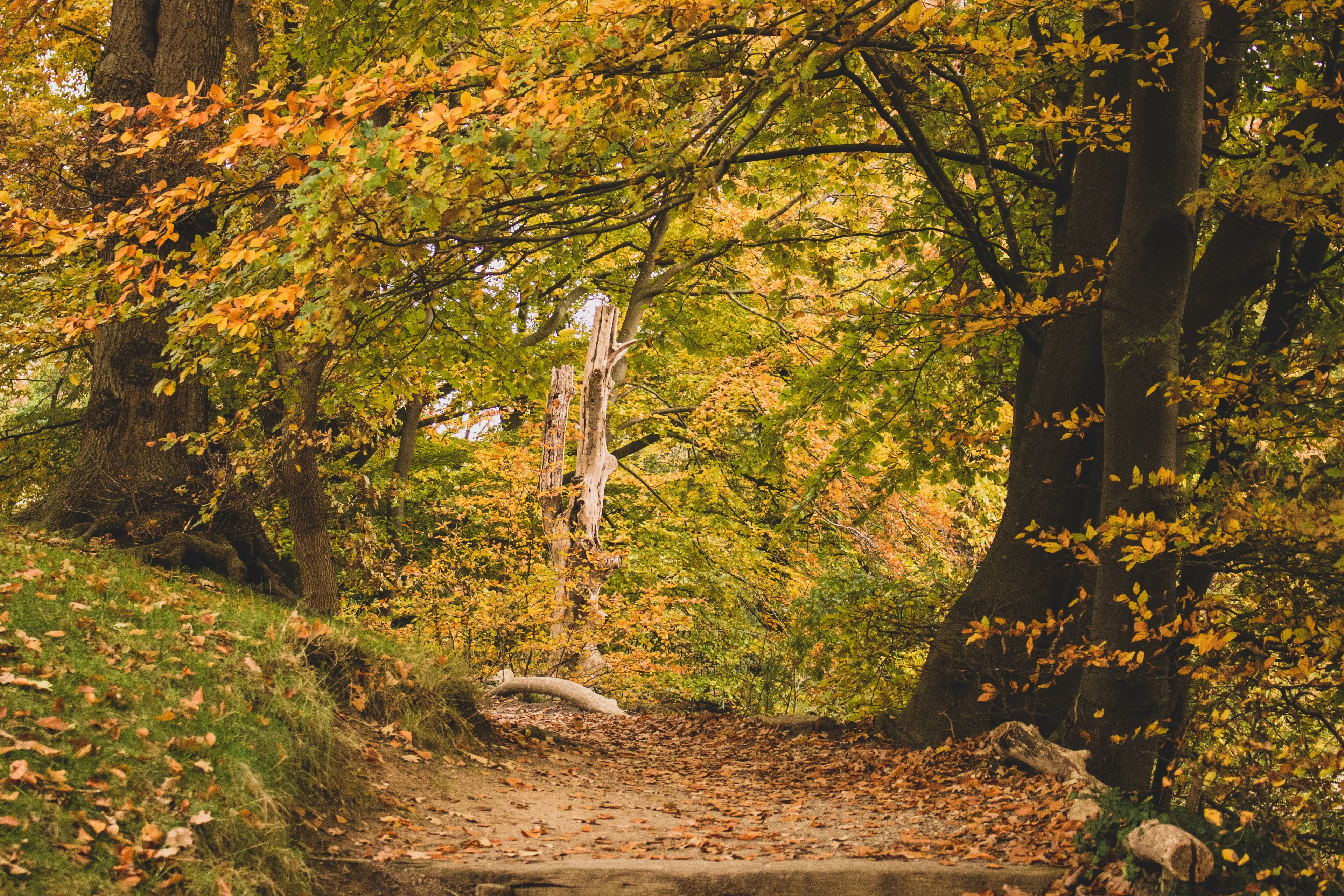 Einde van zachte weer in zicht: vanaf volgende week herfstweer zoals we dat kennen