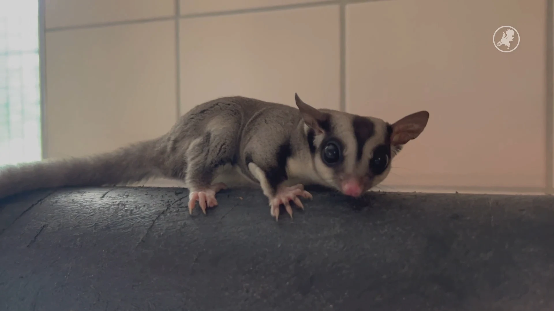 Vliegeekhoorns in nood door succes op TikTok