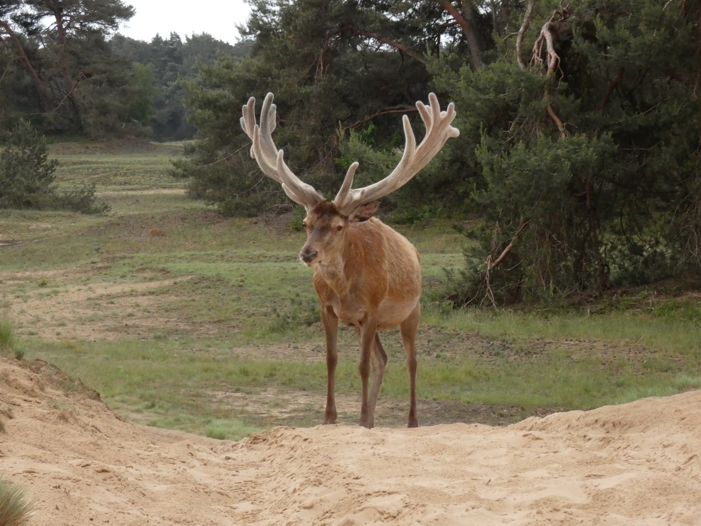 Hubertus, het beroemdste hert van de Veluwe, is overleden