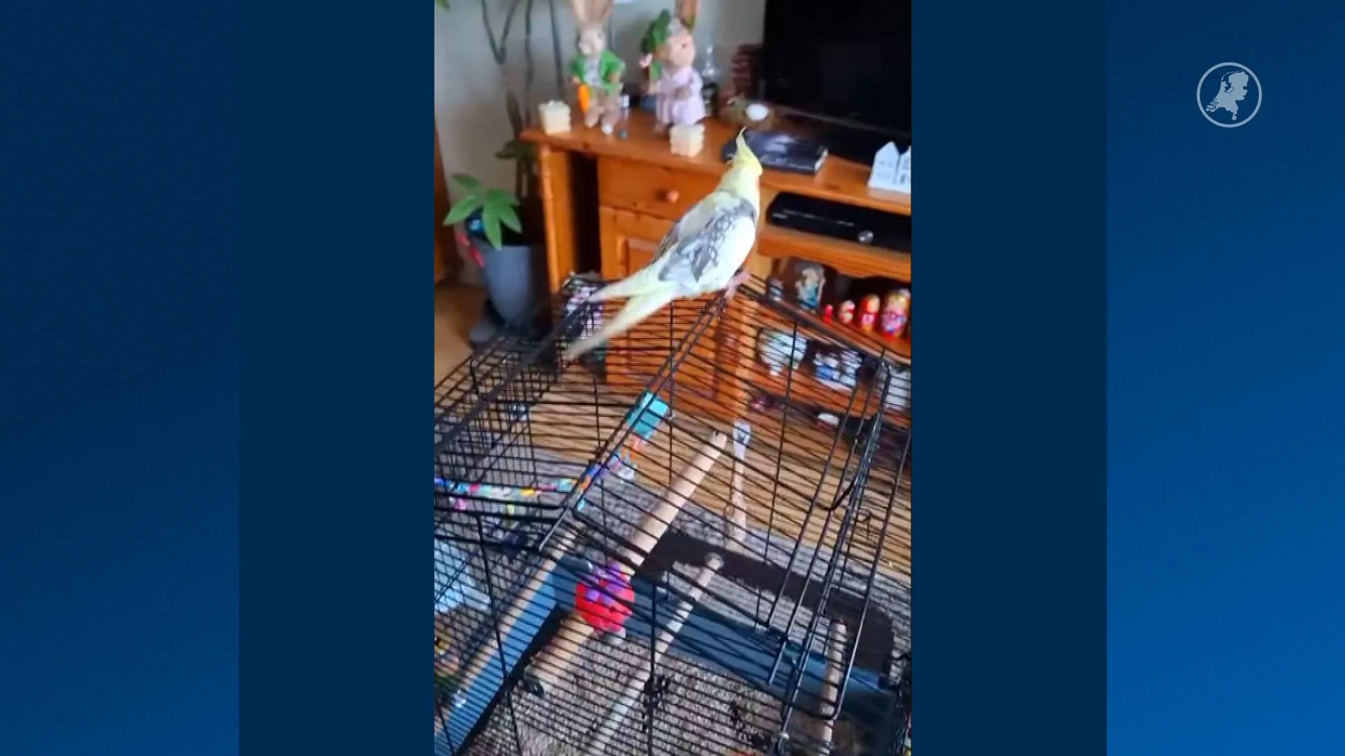 Na dagenlange vermissing is Ponchik eindelijk weer thuis: 'Zonder jullie hulp nooit gelukt'