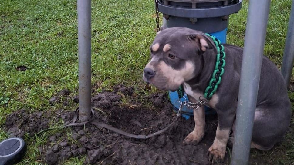 'Achtergelaten Kersthondje was van iemand die in gevangenis zit'