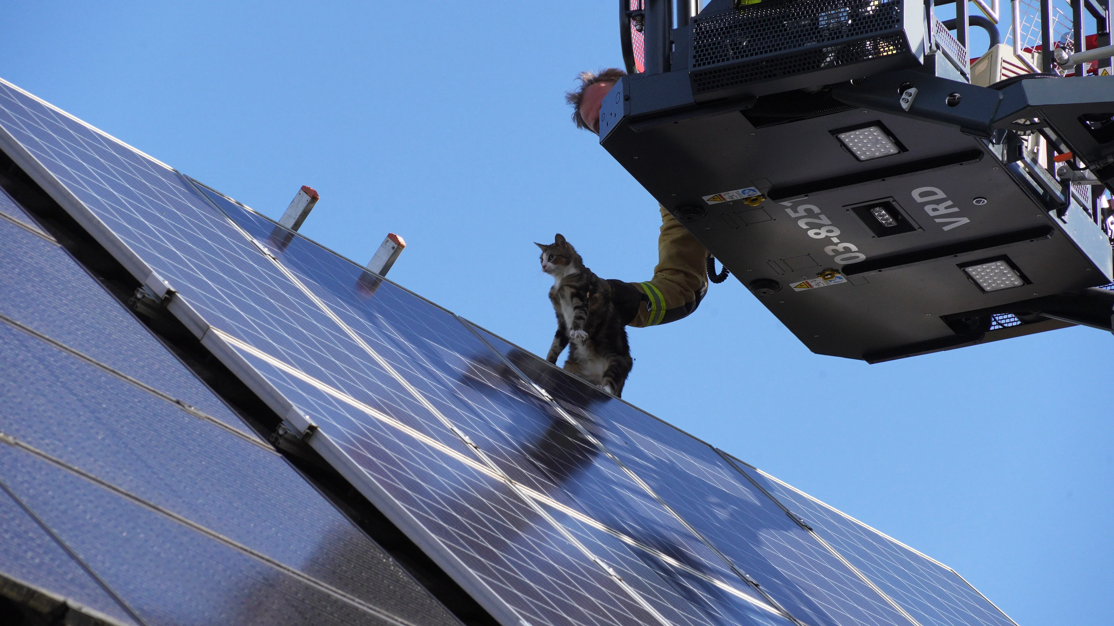 Kat hele nacht vast op dak in Assen, durft niet naar beneden