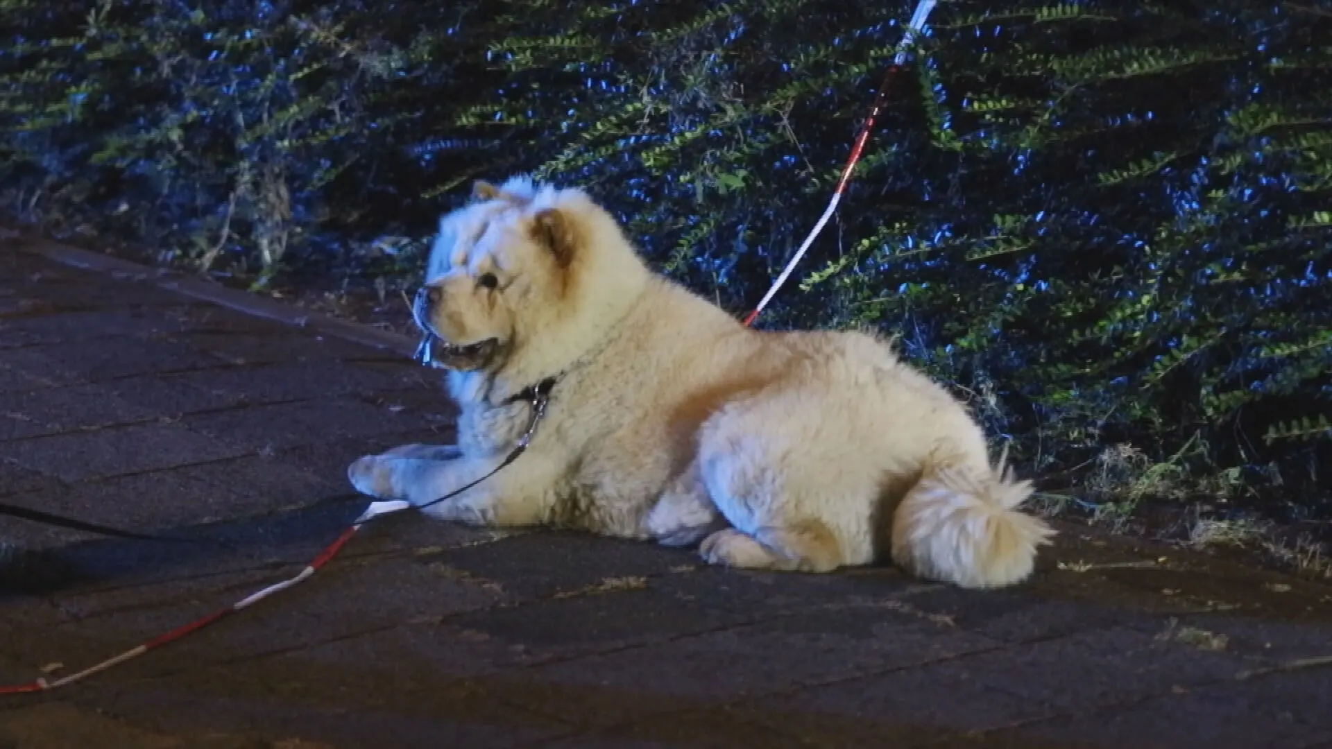 Man (37) uit Capelle doodgeschoten tijdens uitlaten hond