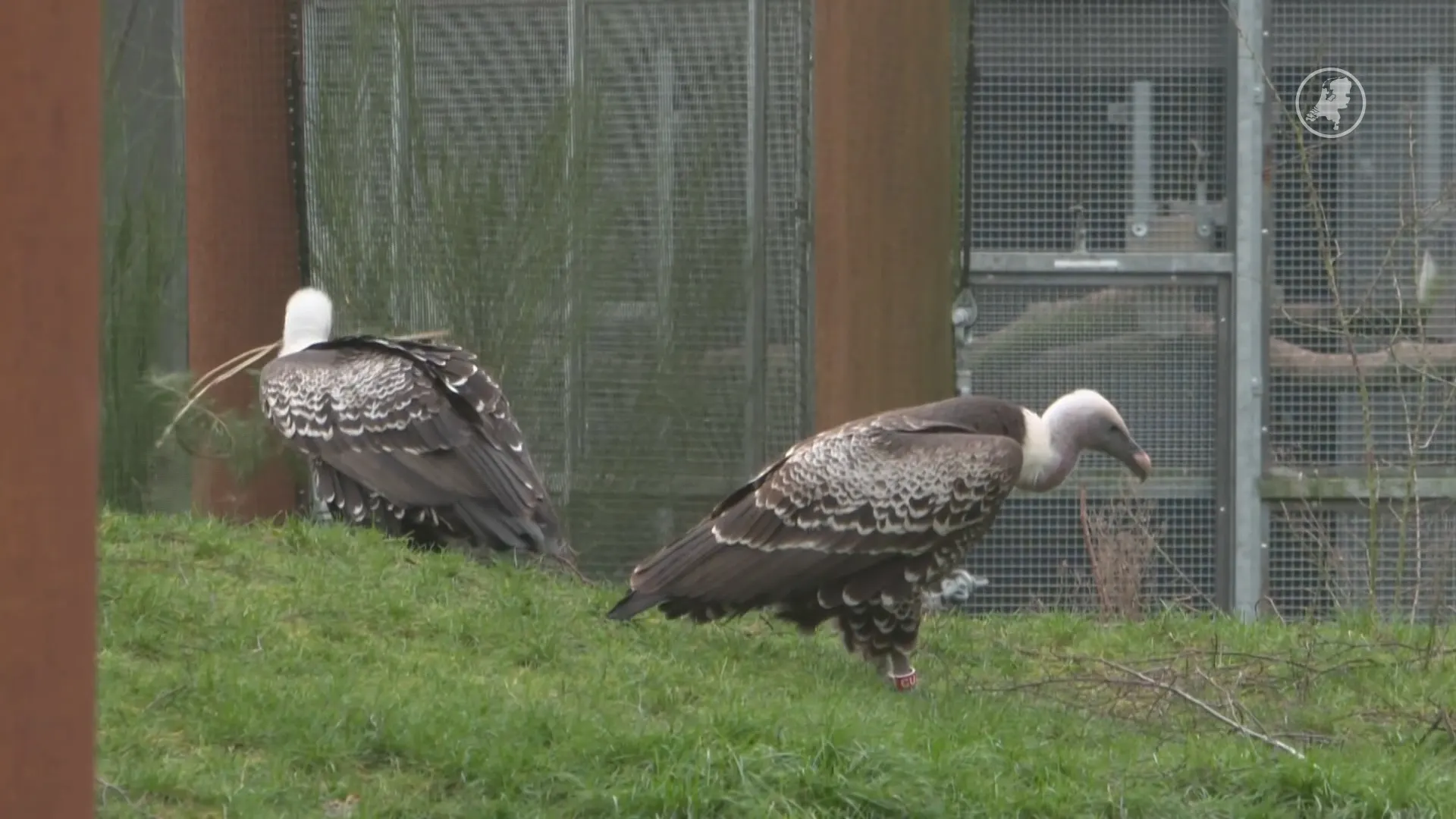 Onderzoekers stimuleren voortplanting van gieren met paringsgeluiden