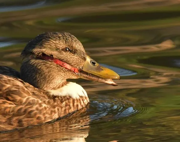 Onvangbare eend zwemt wekenlang rond met tiewrap om snavel en kop