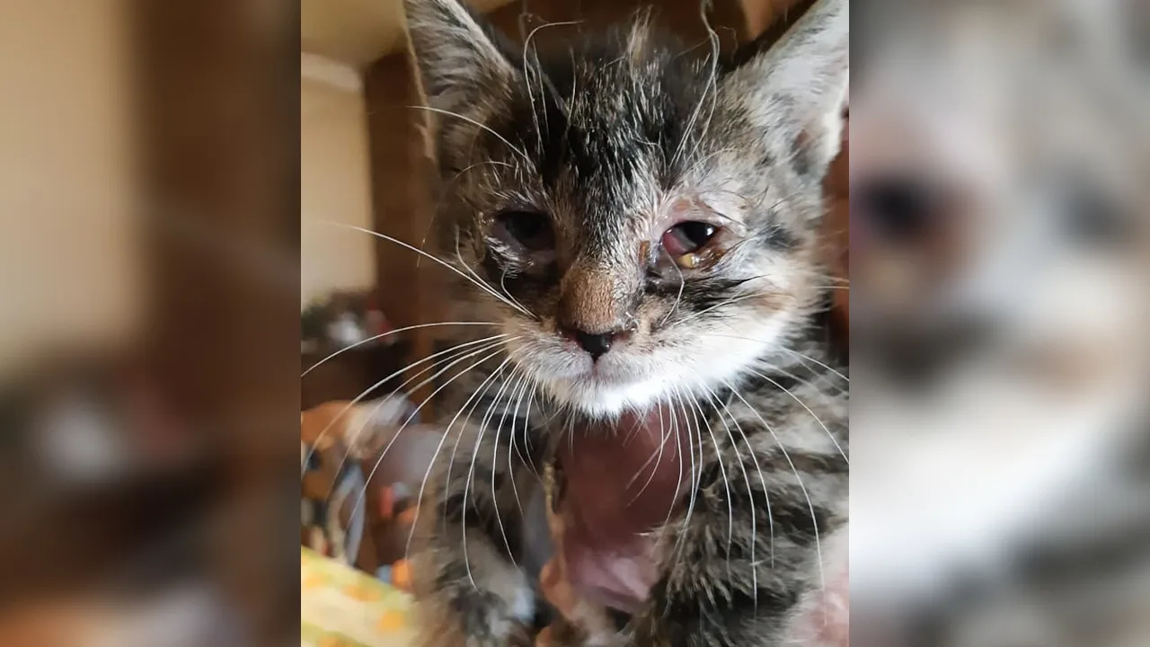 Dierenpolitie vindt 25 verwaarloosde katten in zwaar vervuilde woning in Tilburg
