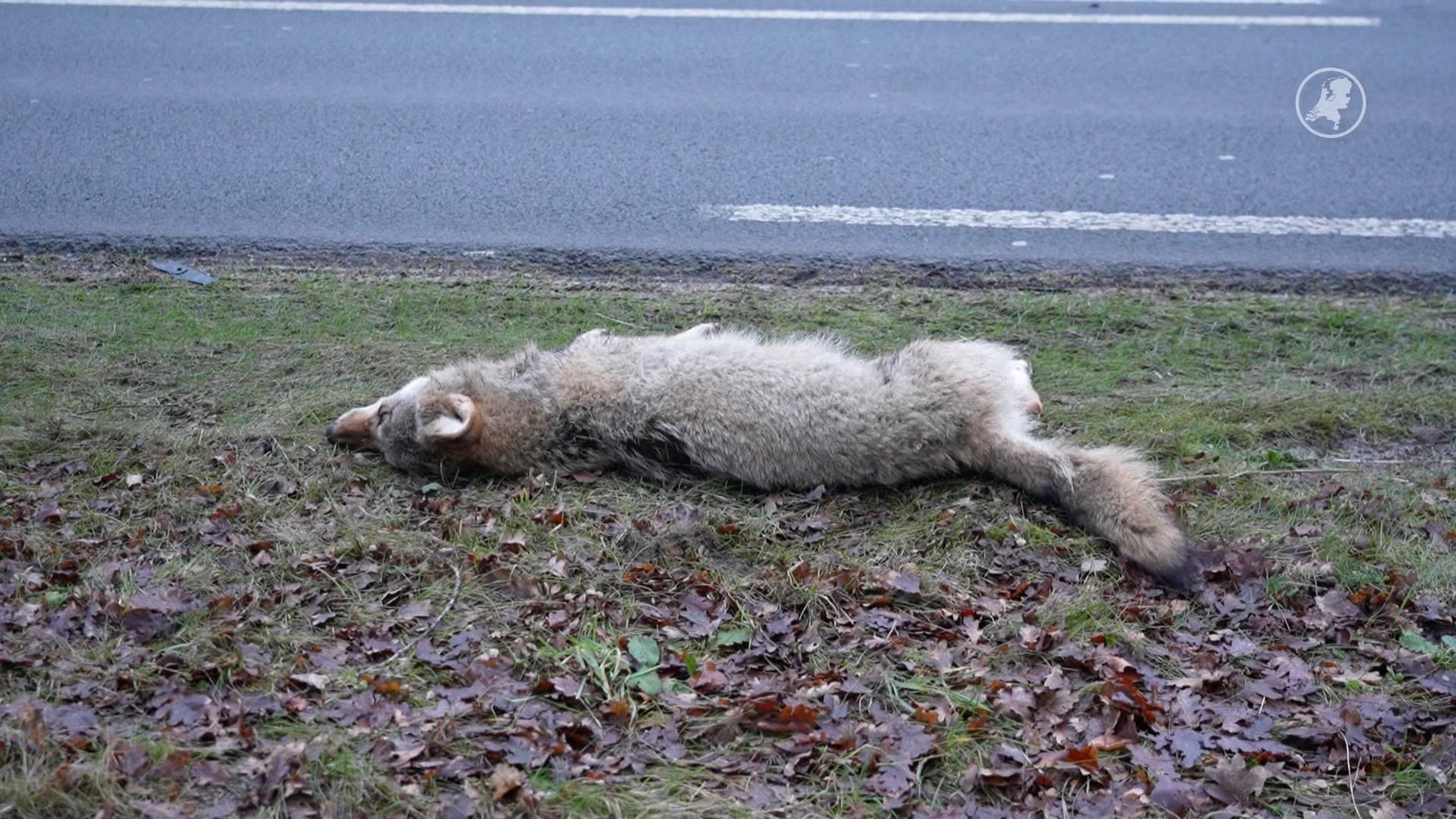 Wolf doodgereden bij Ermelo