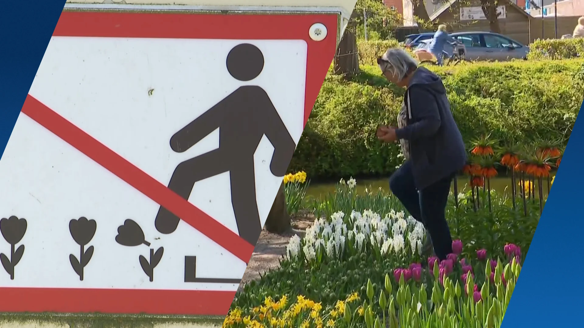 Populariteit ‘Klein Keukenhof’ heeft keerzijde: toeristen lopen door tulpentuinen
