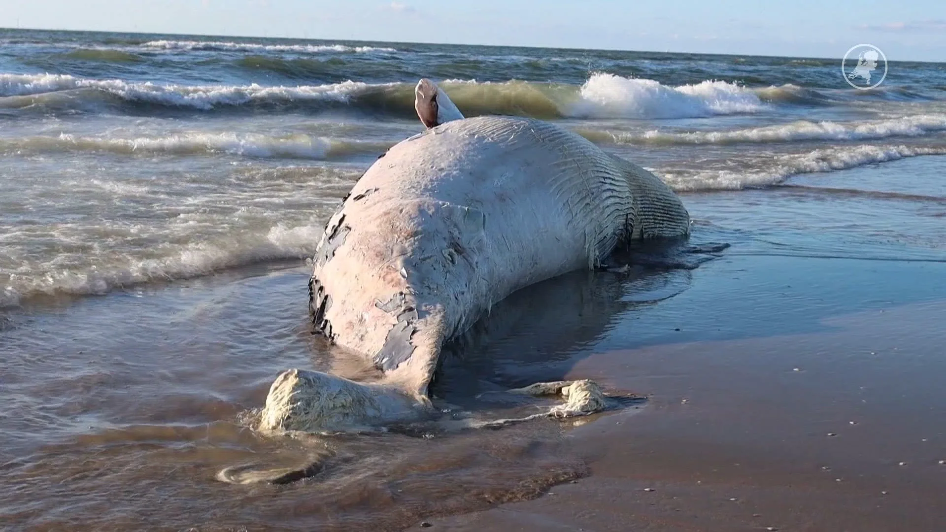 Dwergvinvis van 6 meter aangespoeld bij Katwijk