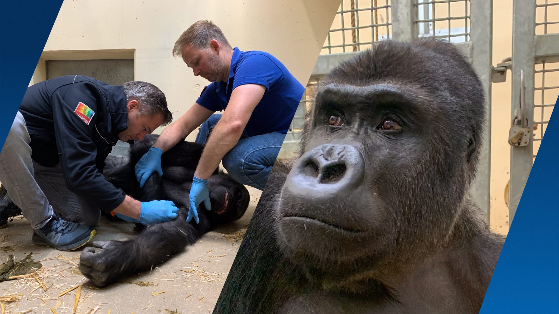 Nieuw gorillamannetje moet voor jonkies gaan zorgen in Burgers' Zoo
