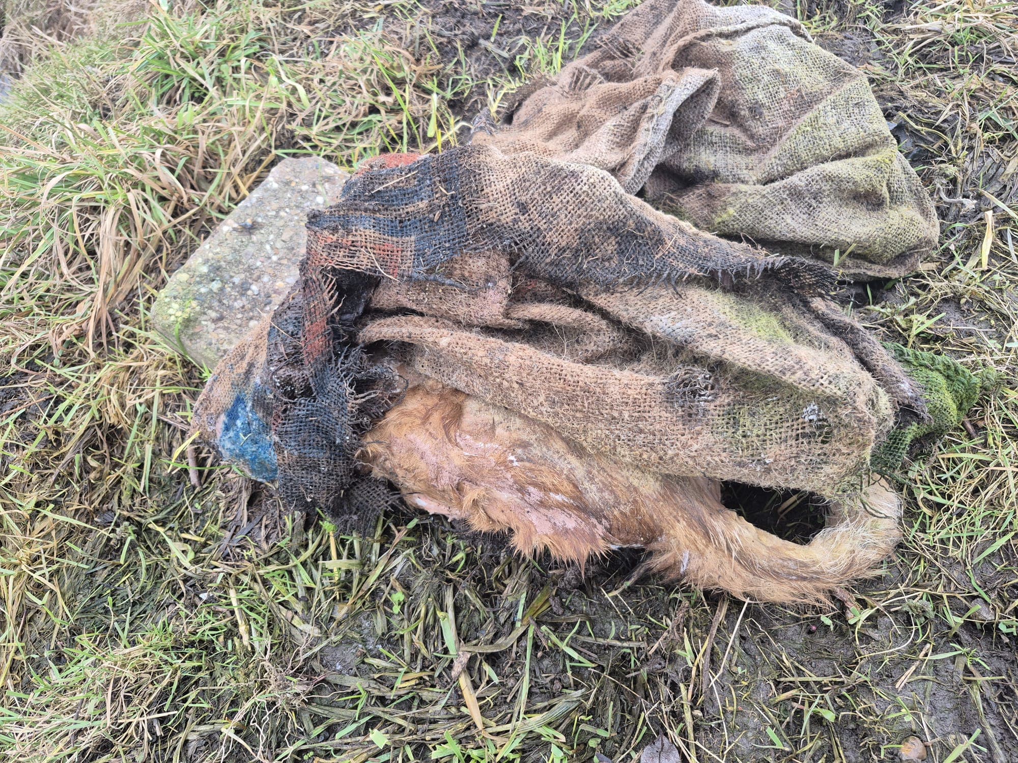 Dode kat in jute zak met steen gevonden: 'Dit is puur moord'