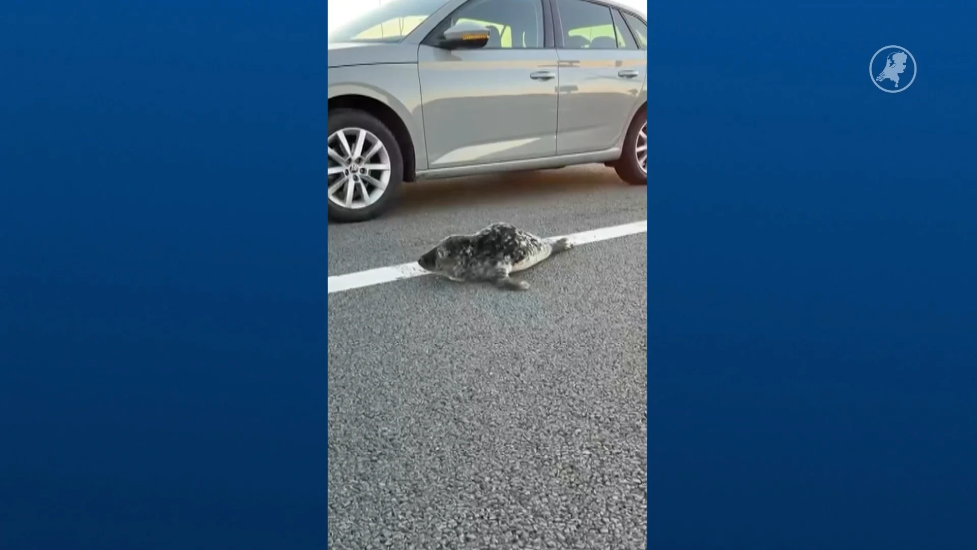 Bijzondere vondst: zeehondenpup kruipt over straat in Rotterdam