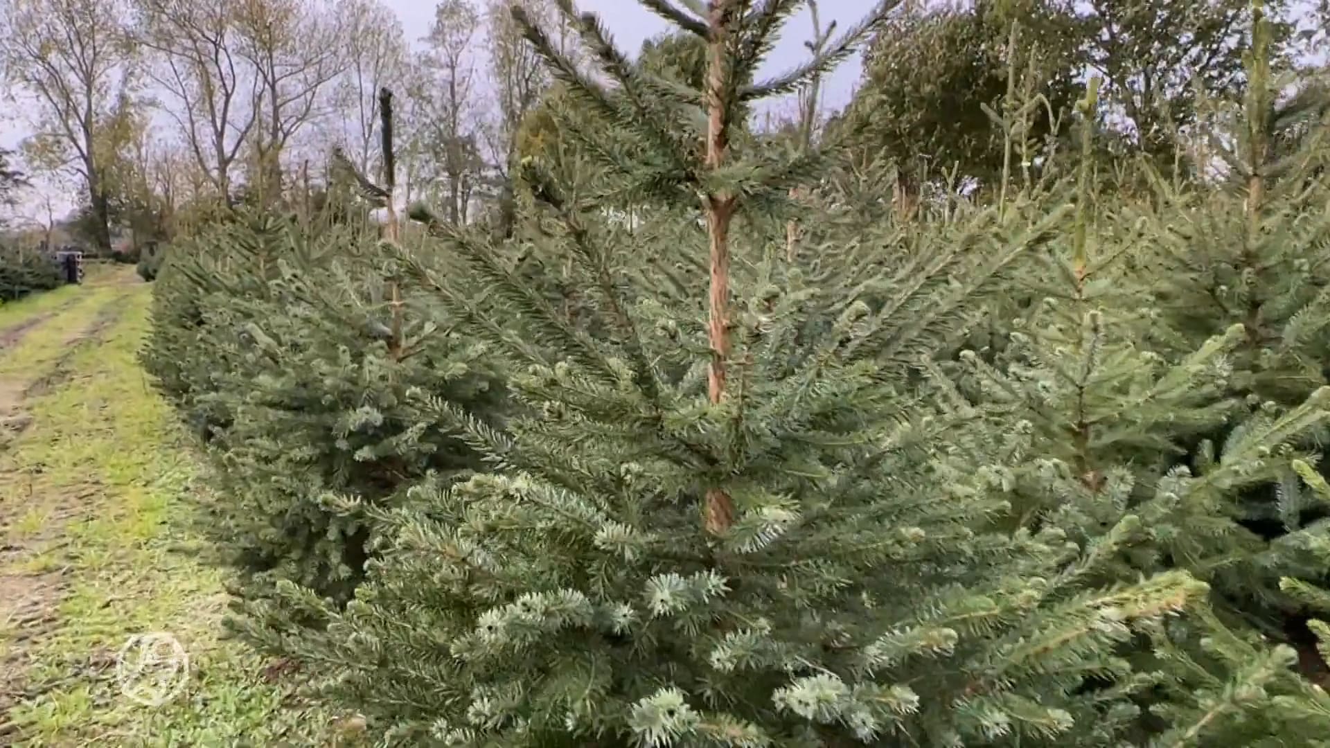 Kerstbomen beloven dit jaar uitzonderlijk mooi en vol te worden: dit is waarom 
