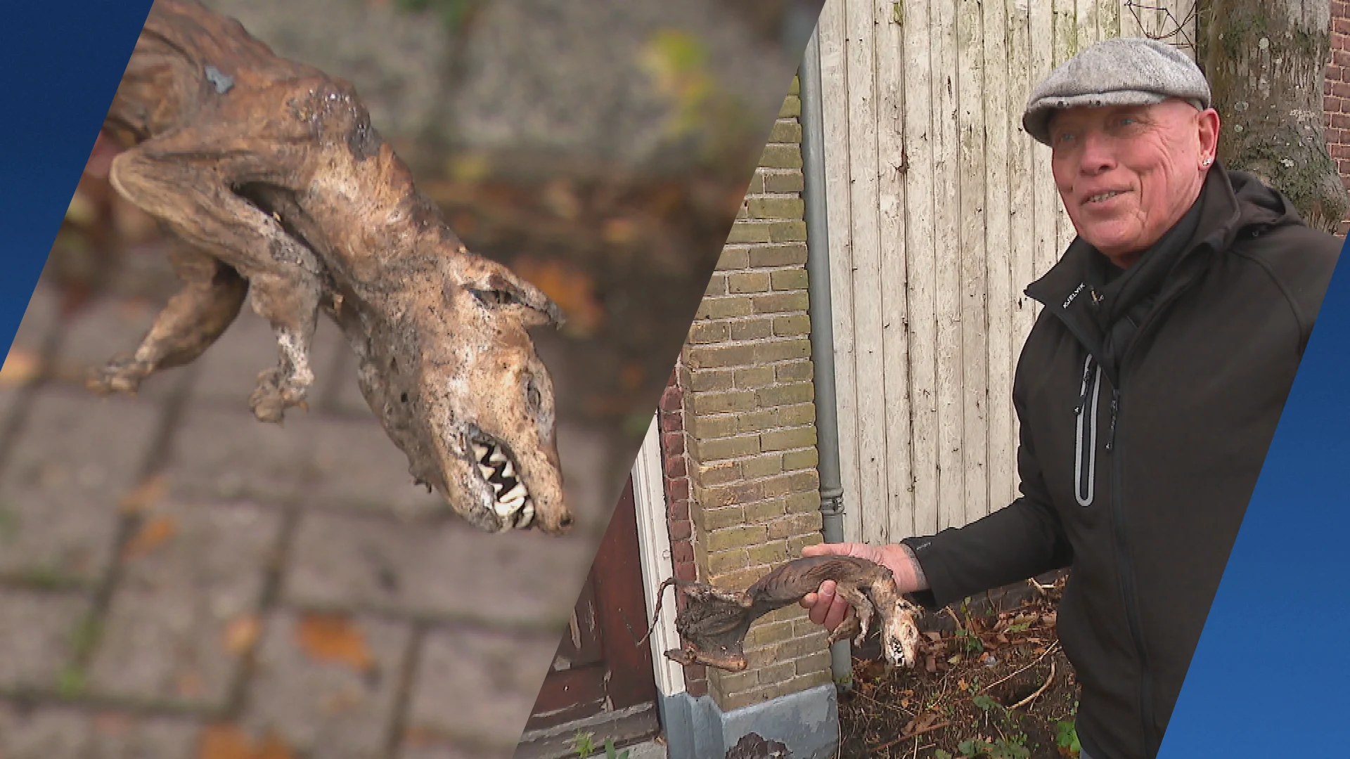 Hans doet bizarre ontdekking tijdens harken: 'Ineens zag ik die tandjes'