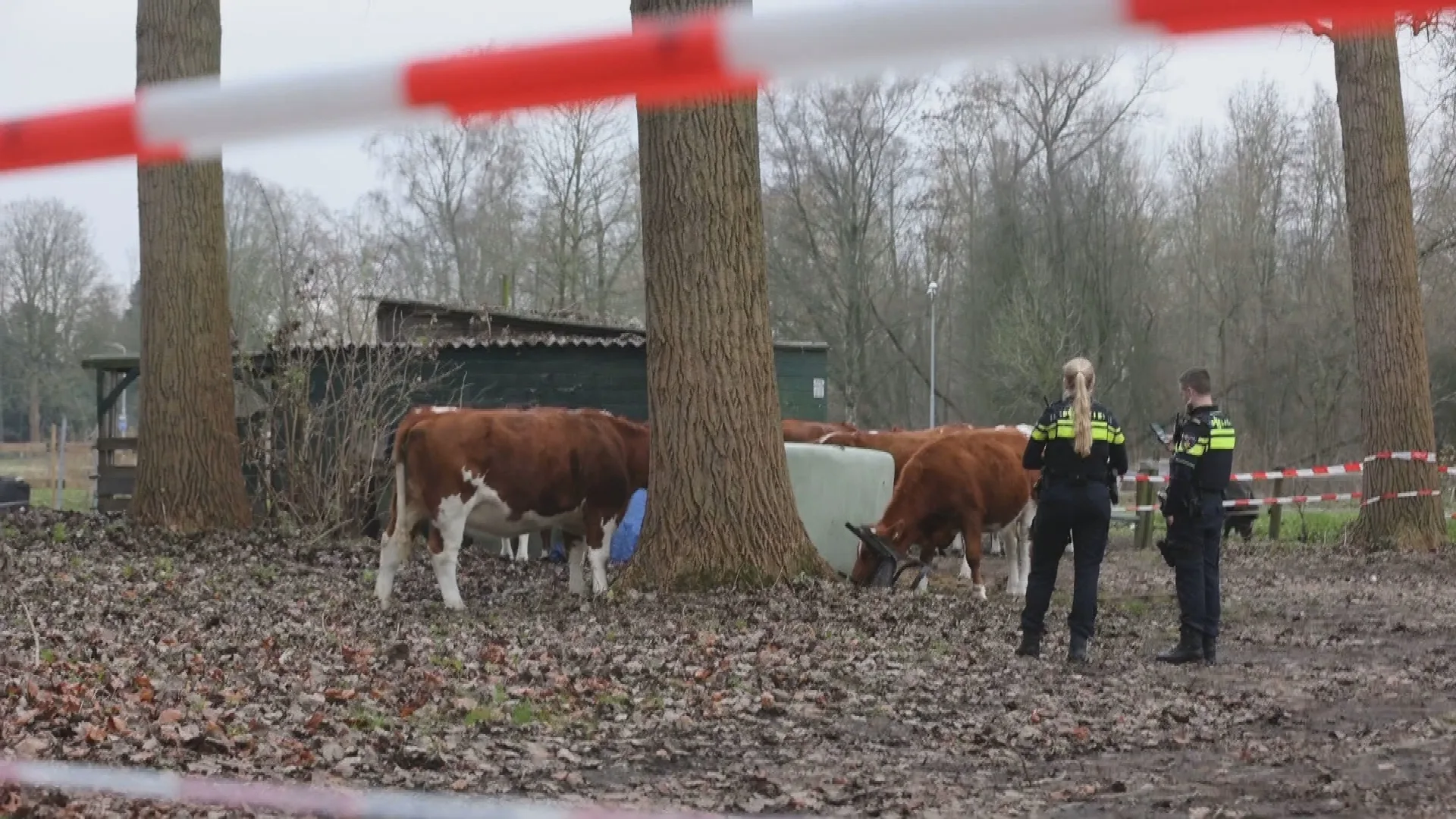 Vreemde vangst: elf ontsnapte koeien gevangen door politie in Eindhoven
