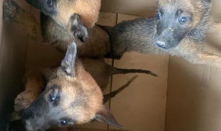 Woede om 'gedumpte' puppy's van vier weken oud: 'Zo bij hun moeder weggehaald'