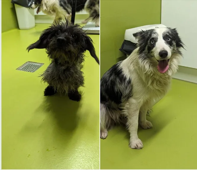 Waar is het baasje van in bos gevonden honden in Birkhoven?