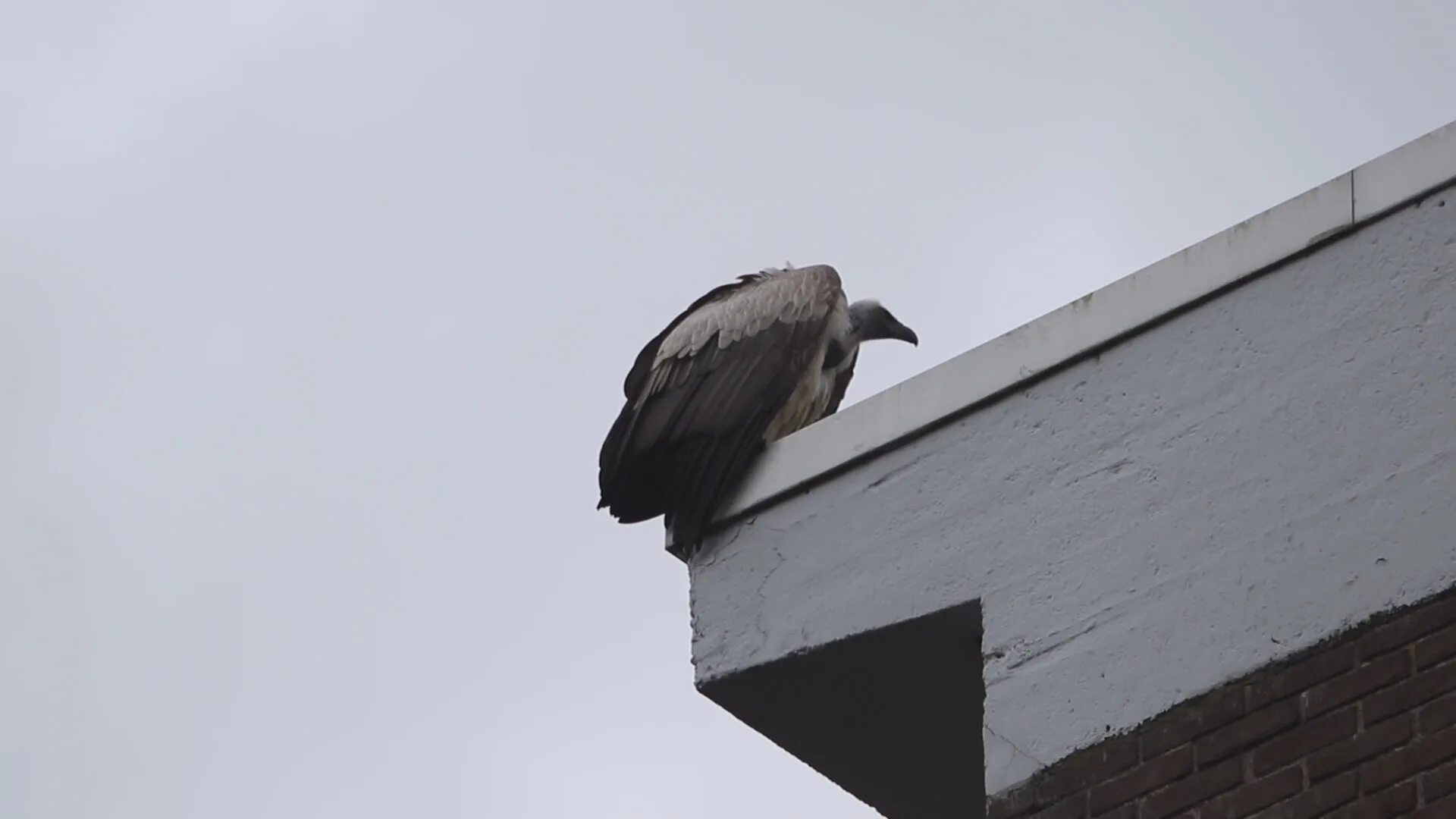 Grote gier neemt de vleugels na oefenrondje bij Diergaarde Blijdorp Rotterdam