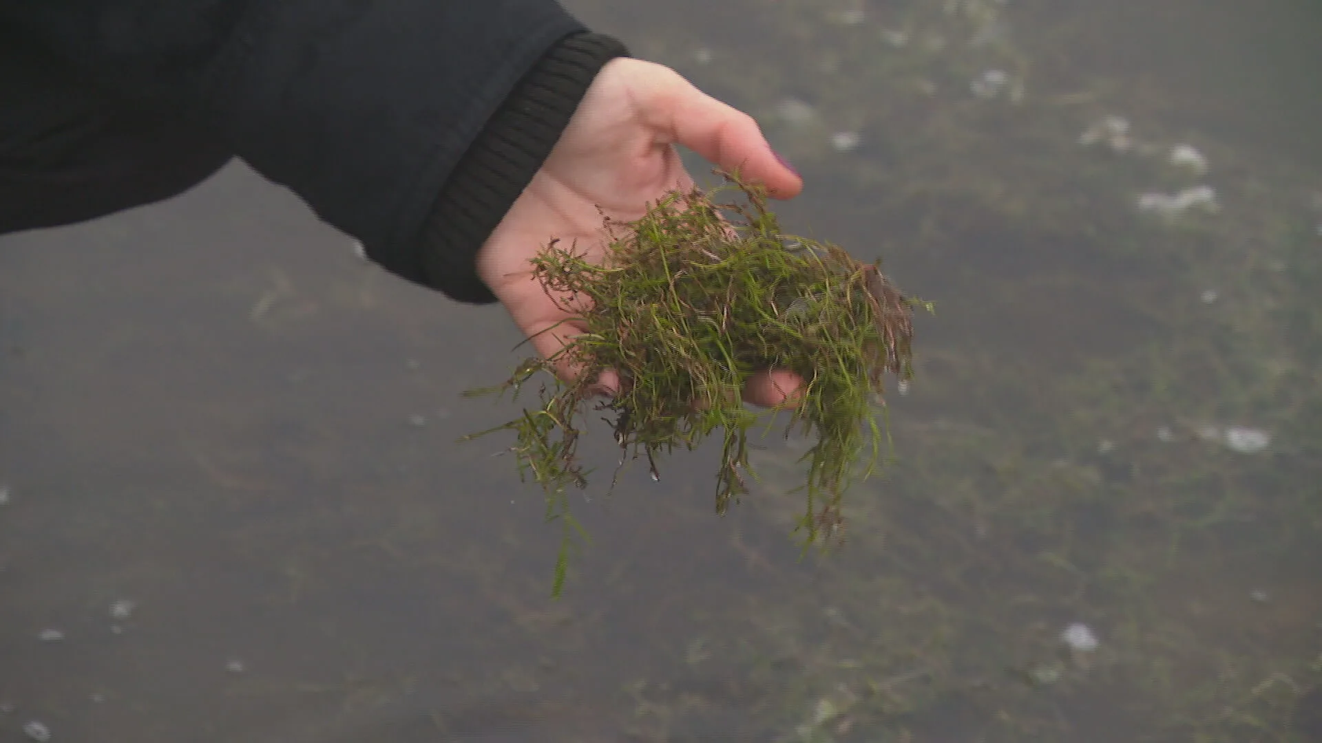 Verkoop Australische woekerplant eindelijk verboden: 'Je kunt nog beter asfalt neerleggen'