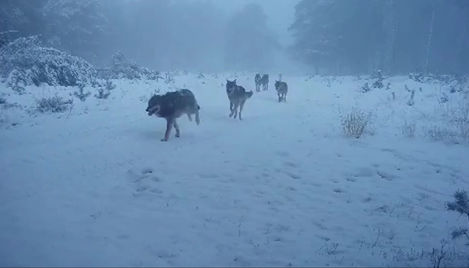 Uniek: wolvenroedel in sneeuw vastgelegd op wildcamera