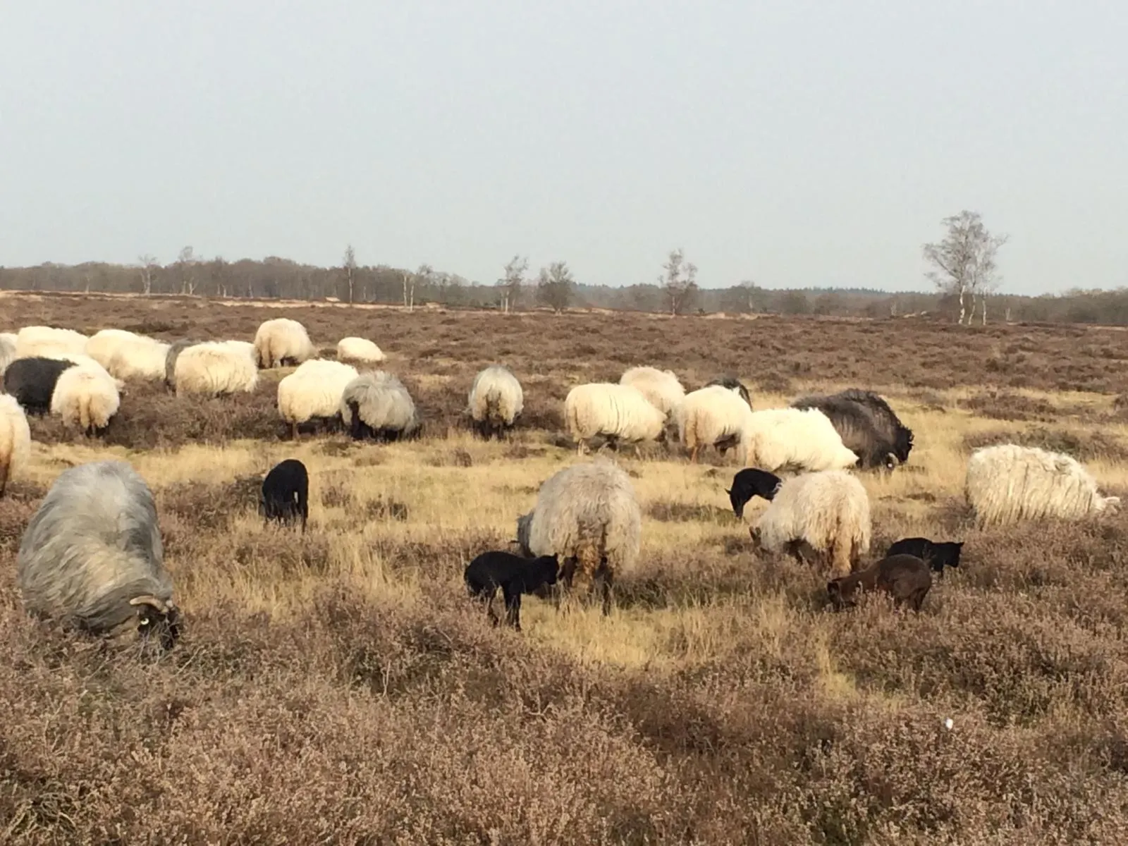 Rammetje rampetampt er lustig op los: babyboom in Drentse schapenkudde