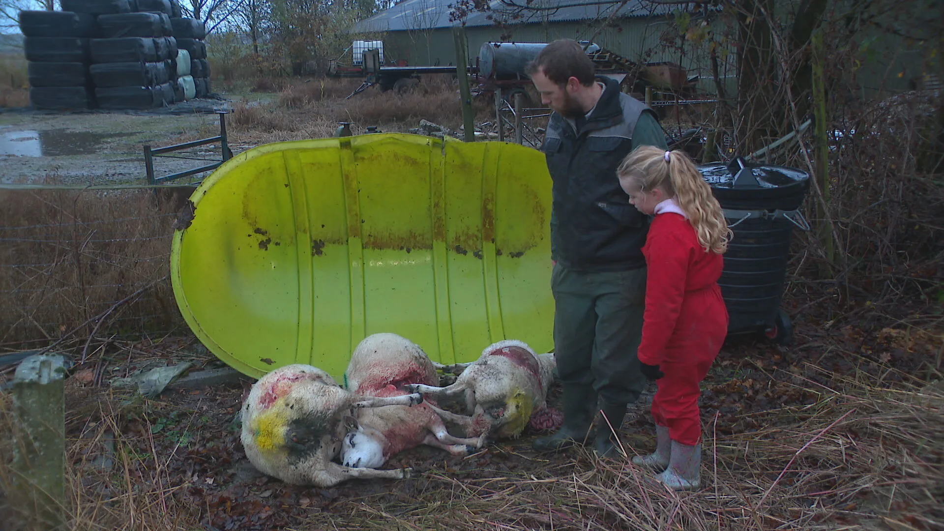 Wolf jaagt op drachtige schapen in Nieuw-Vossemeer: 'Hij gaat enorm tekeer'