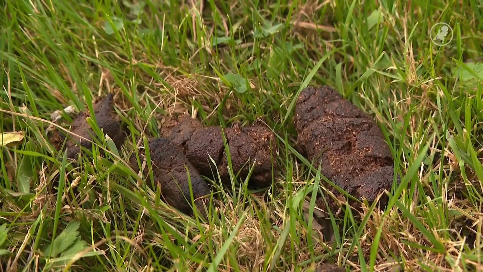 Hondenpoep zorgt voor te veel stikstof: bos in Breda deels dicht voor honden