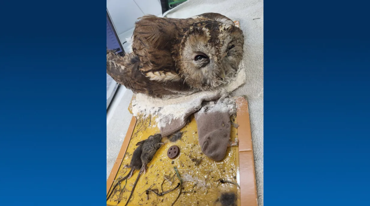 Uil ternauwernood gered van dood op lijmplank in Den Haag: 'Leg ze nooit buiten'