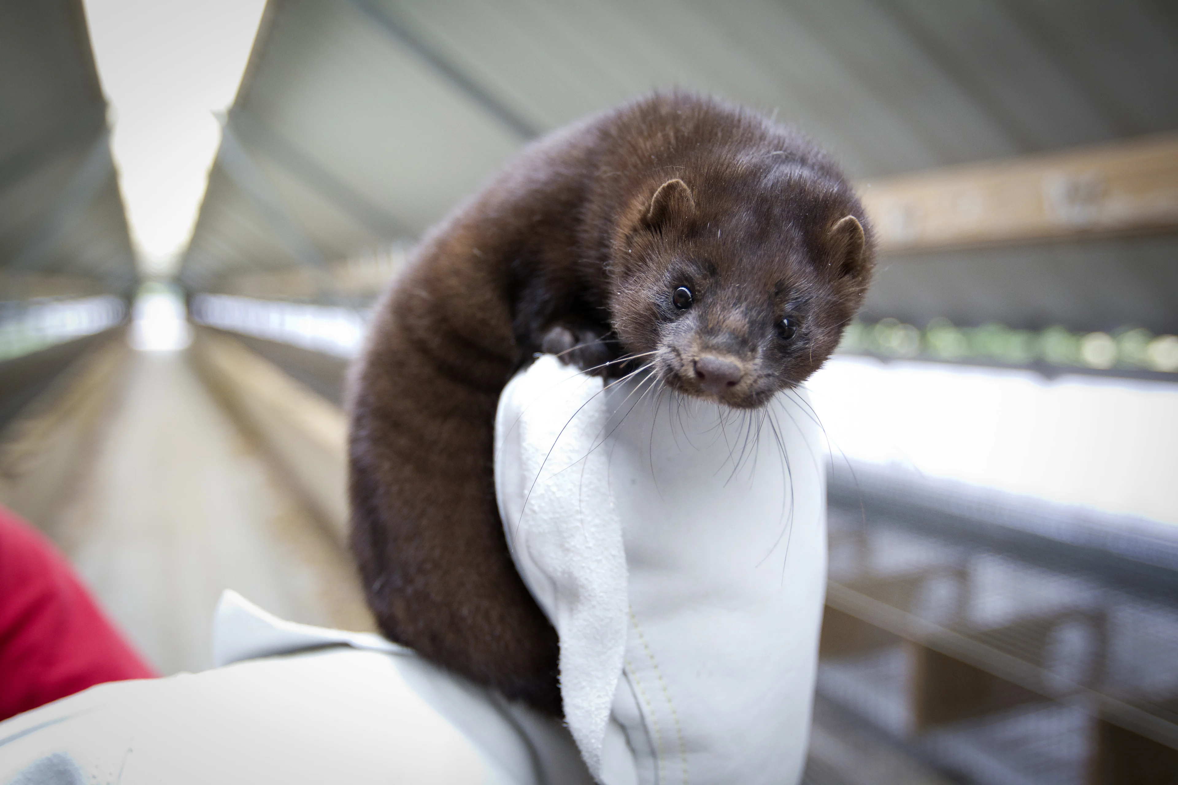 Twee nertsenhouderijen in Gemert worden geruimd vanwege corona