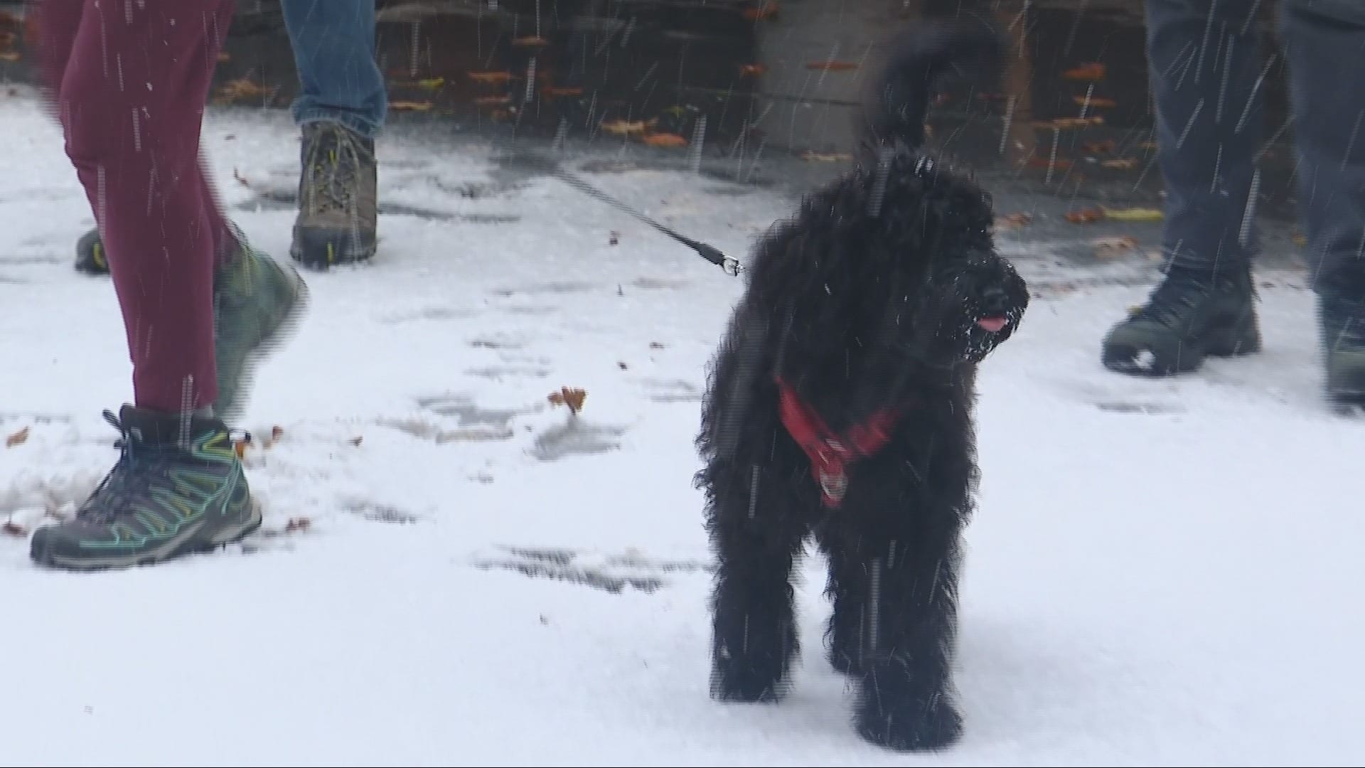 Nederland kleurt wit, deze plekken zijn een plaatje