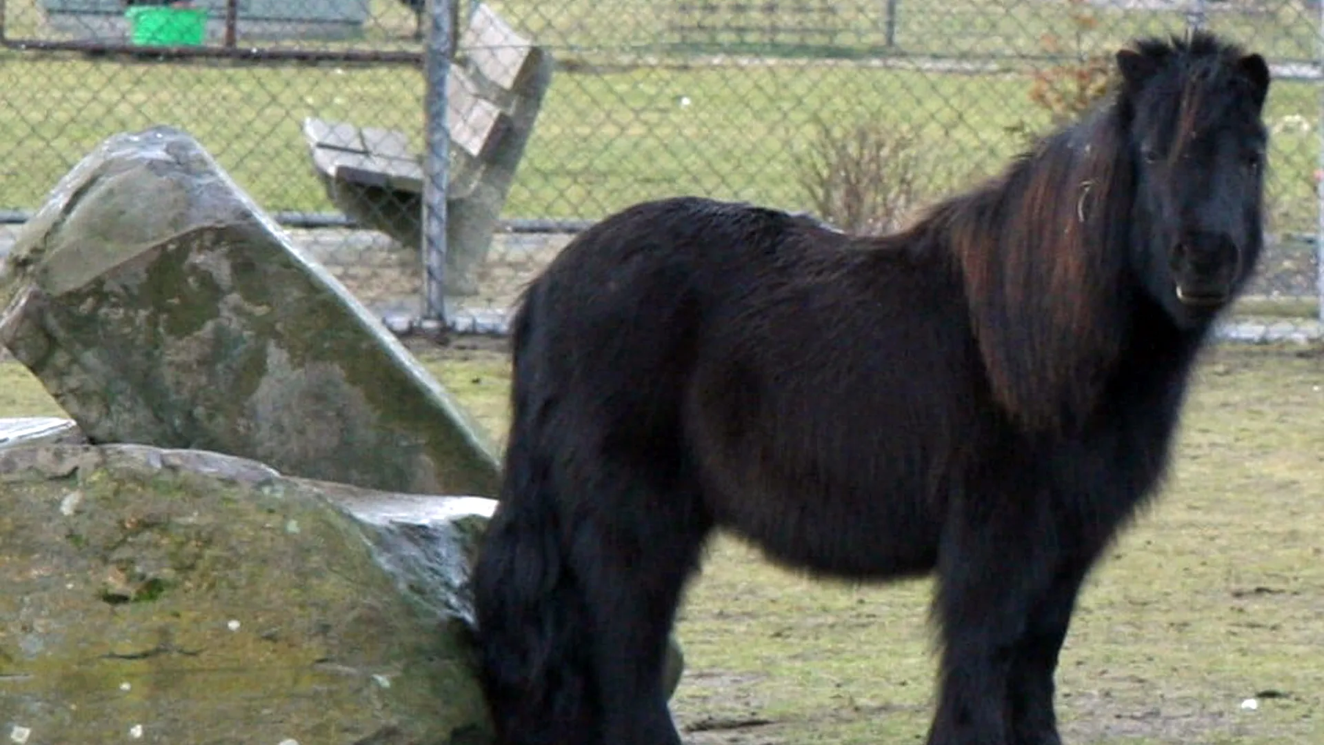 Pony Blacky schrok zo hard van vuurwerk dat hij viel en overleed