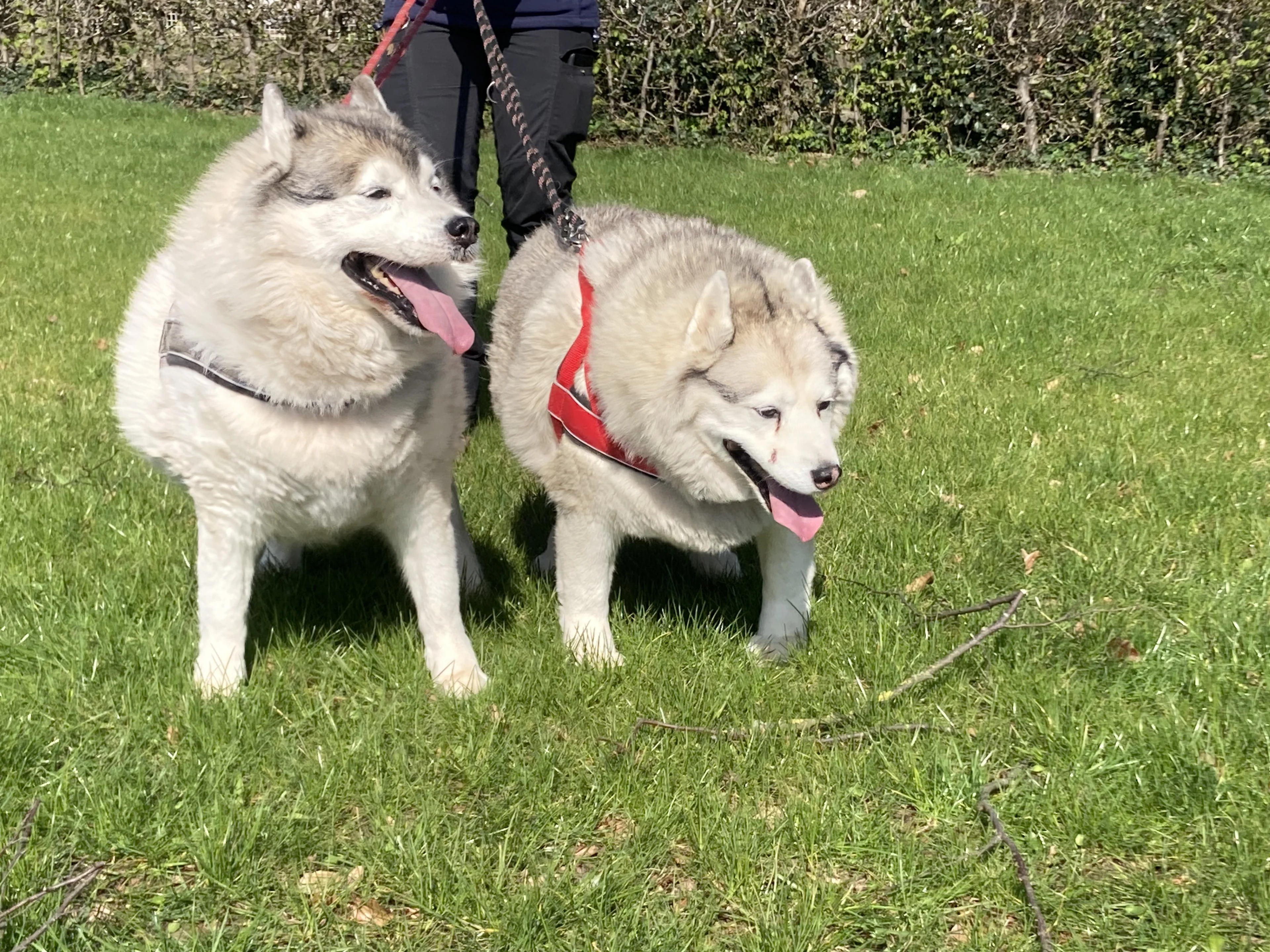 Moddervette husky's met 20 kilo overgewicht in bewaring genomen
